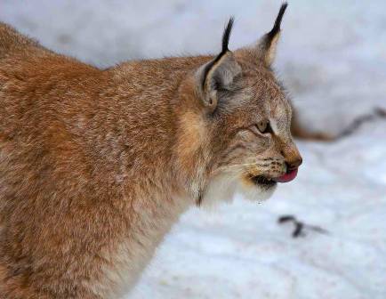 Уникальный Казахстан январь Заилийский 7.jpg