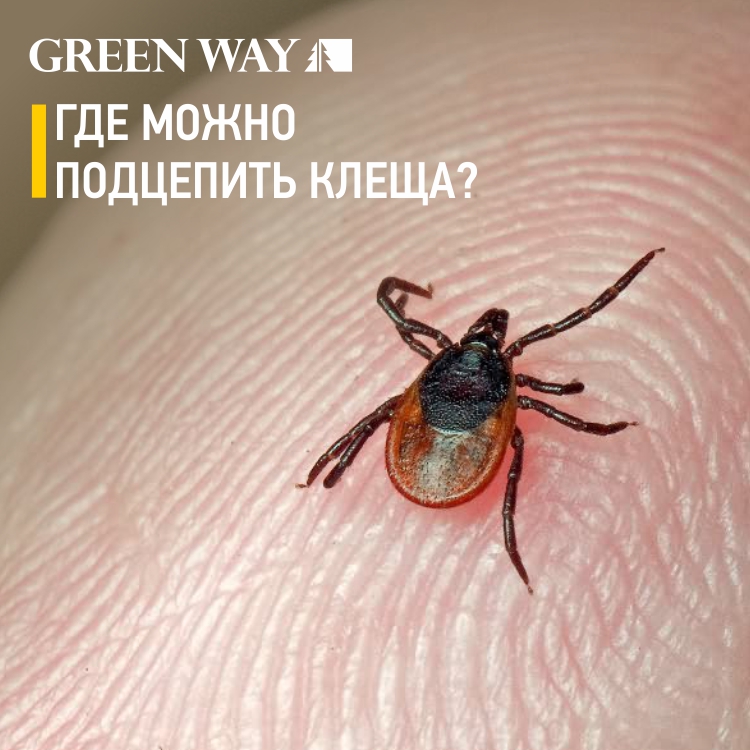Где_можно_подцепить_клеща.jpg