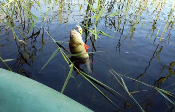 Рыбалка на карася и окуня советы от рыбаков.jpg