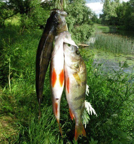 Обработка пойманной рыбы.jpg