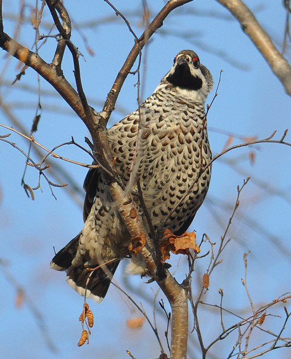 Охота на рябчика.jpg