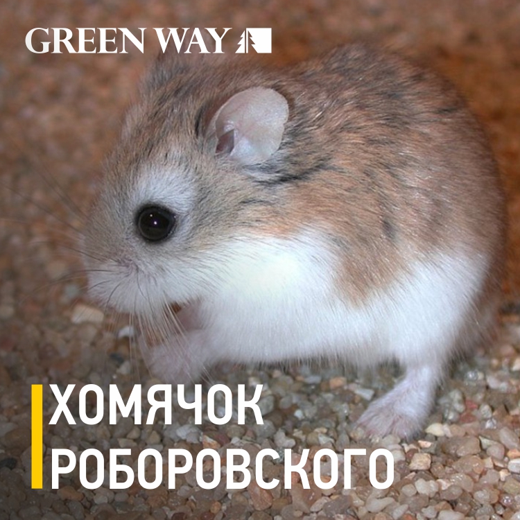 Хомячок_роборовского_СС.jpg Хомячок_роборовского_СС.jpg