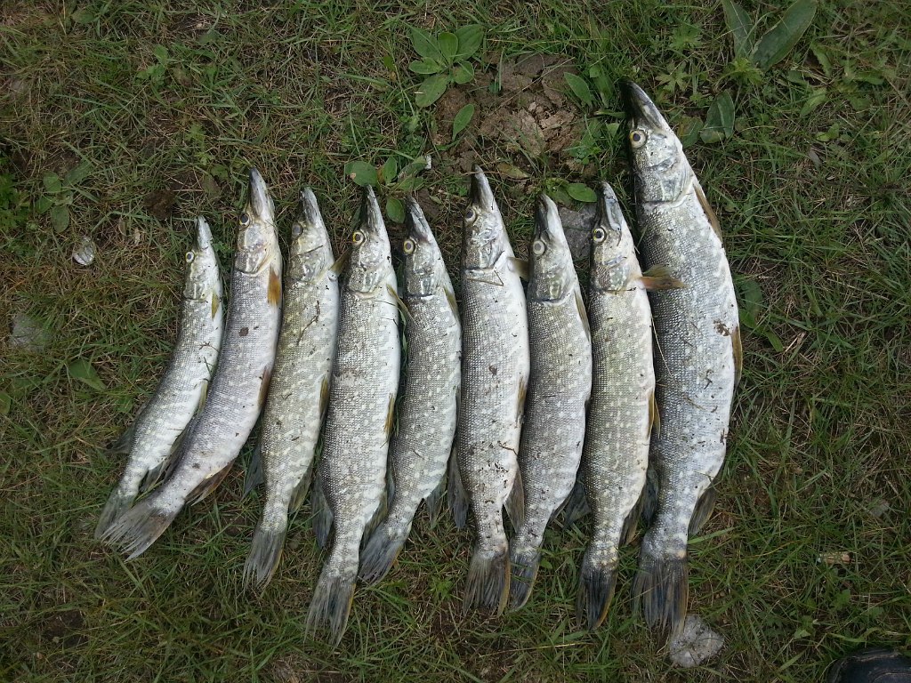 Опыт рыбака щука в октябре.jpg