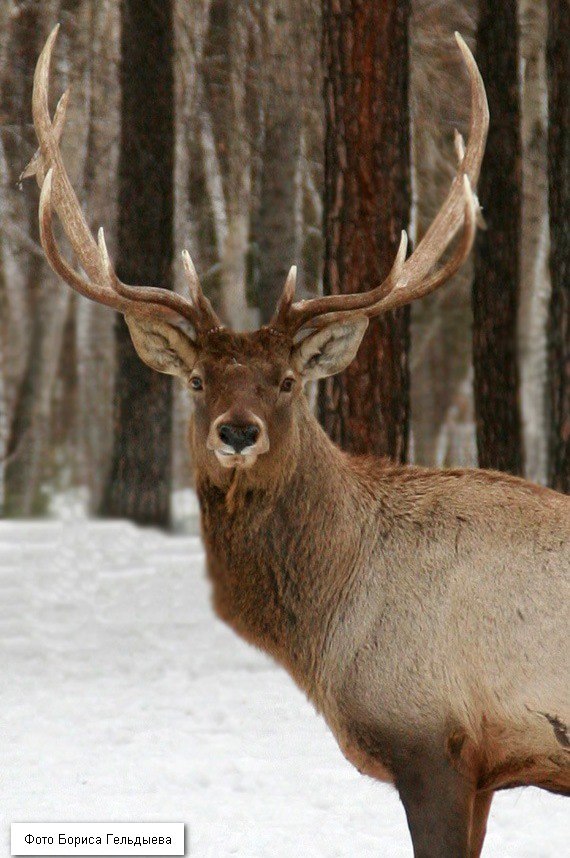 Асканийский олень.jpg