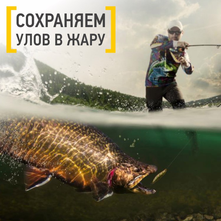 Сохраняем улов в жару.jpg Сохраняем улов в жару.jpg