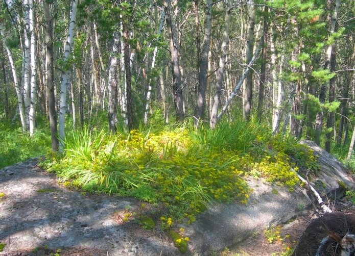 Синегогрская пихтовая роща 4.jpg Синегогрская пихтовая роща 4.jpg