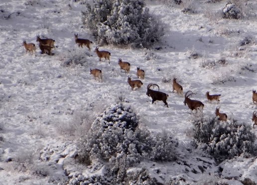Аксу-Жабаглинский заповедник. 3.jpg Аксу-Жабаглинский заповедник. 3.jpg