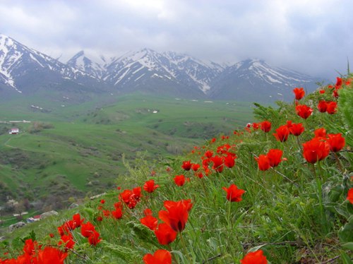 Аксу-Жабаглинский заповедник. 5.jpg Аксу-Жабаглинский заповедник. 5.jpg