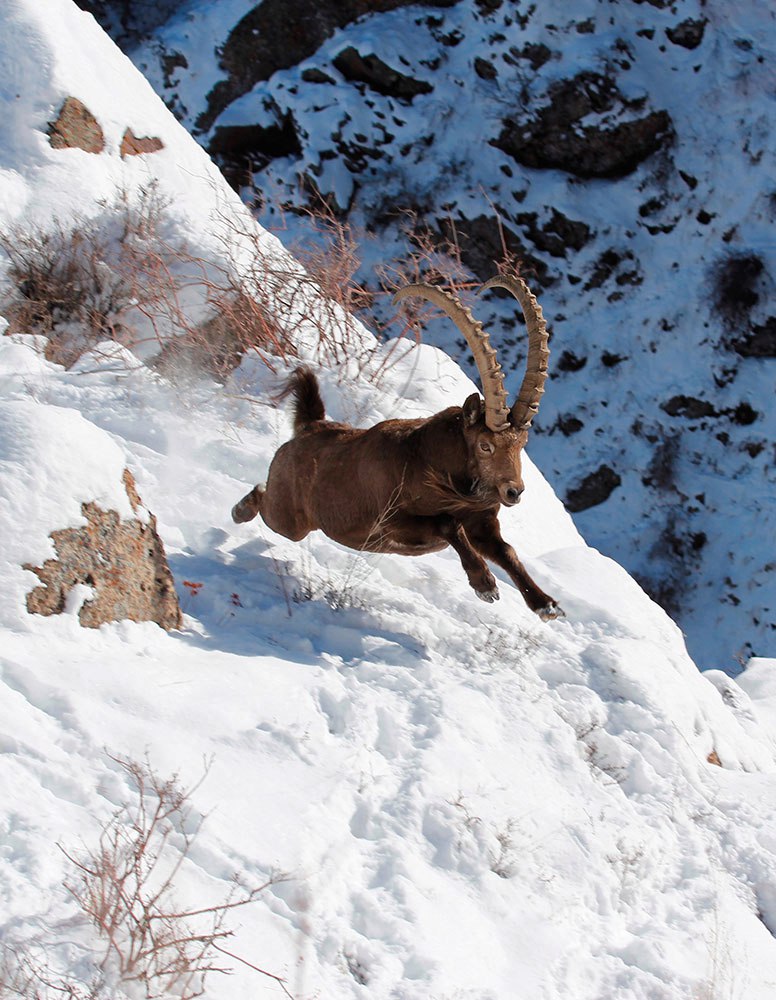 Аксу-Жабаглинский заповедник. 4.jpg Аксу-Жабаглинский заповедник. 4.jpg