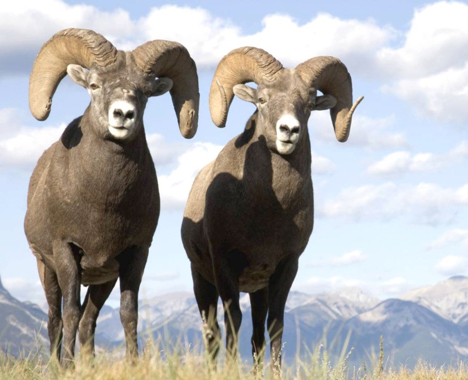 Курчумский хребет уникальный Казахстан 3.jpg Курчумский хребет уникальный Казахстан 3.jpg