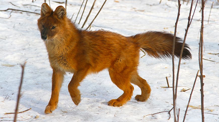 Курчумский хребет уникальный Казахстан 4.jpg Курчумский хребет уникальный Казахстан 4.jpg