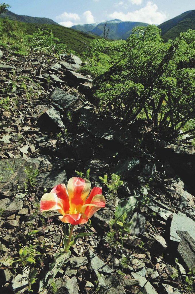 Тюльпан грейга 1.jpg Тюльпан грейга 1.jpg