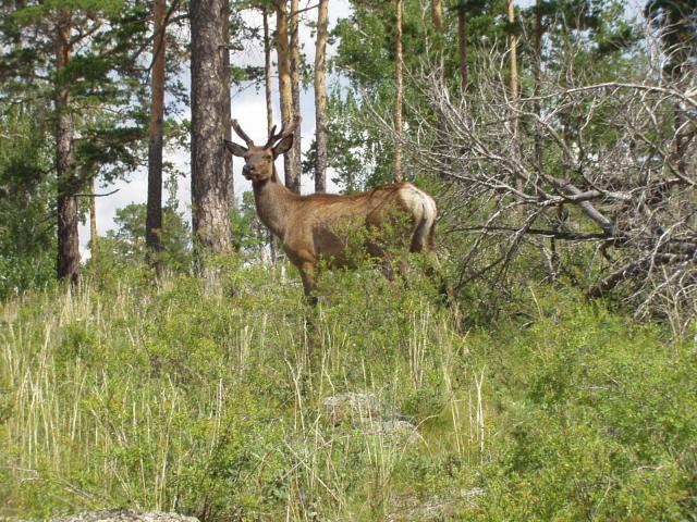 Уникальный Казахстан Природный парк Кокшетау 3.jpg Уникальный Казахстан Природный парк Кокшетау 3.jpg