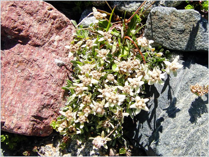 Заилийское Алатау 4.jpg Заилийское Алатау 4.jpg