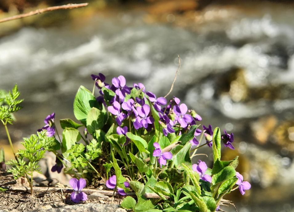 Синегогрская пихтовая роща 5.jpg Синегогрская пихтовая роща 5.jpg