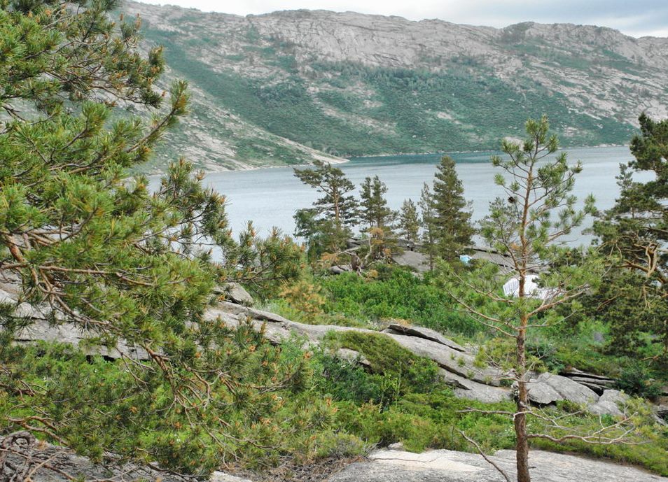 Синегогрская пихтовая роща 2.jpg Синегогрская пихтовая роща 2.jpg