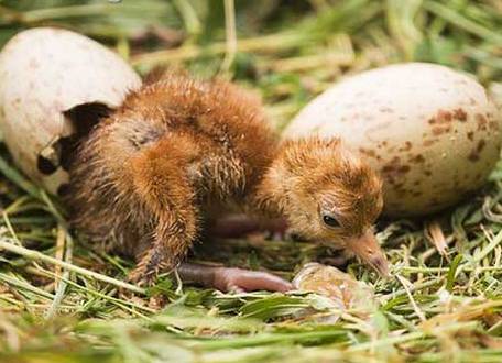 Символ сентября журавль 3.jpg Символ сентября журавль 3.jpg