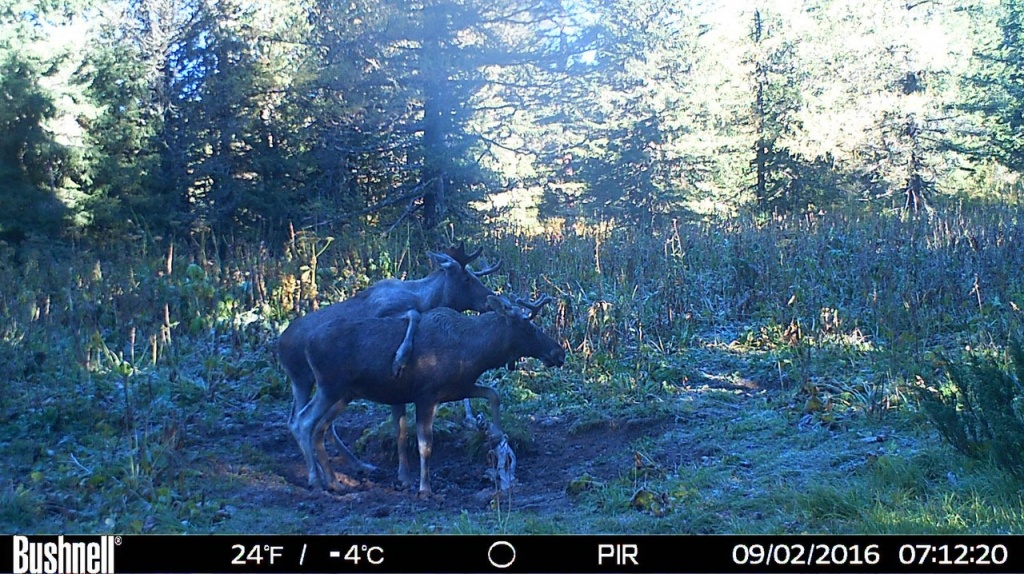 Забавные животные 4.jpg Забавные животные 4.jpg