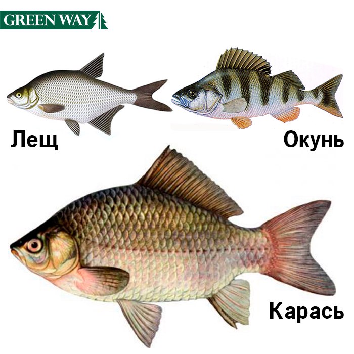 рыбалка на карася советы опытных рыбаков.jpg рыбалка на карася советы опытных рыбаков.jpg