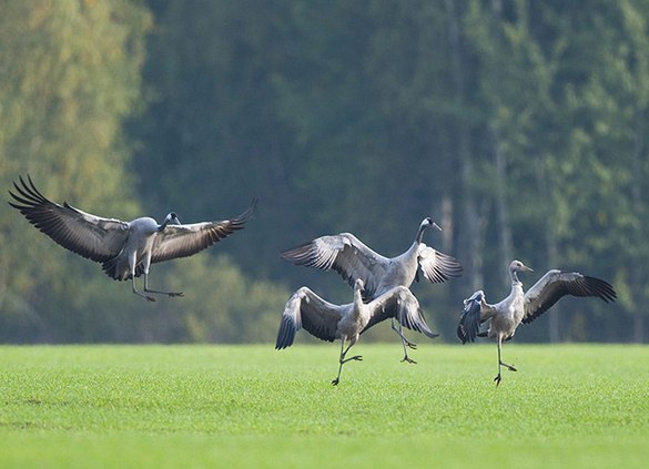 Символ сентября журавль 4.jpg Символ сентября журавль 4.jpg