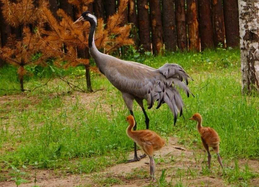 Символ сентября журавль 2.jpg Символ сентября журавль 2.jpg