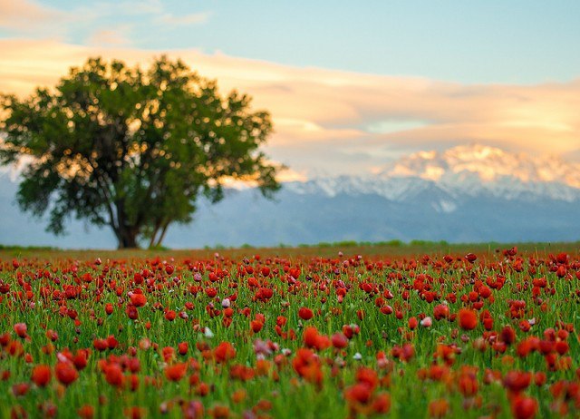 Уникальный Казахстан. Природа Восточного Казахстана.jpg Уникальный Казахстан. Природа Восточного Казахстана.jpg