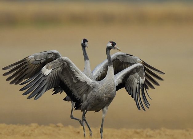 Символ сентября журавль 1.jpg Символ сентября журавль 1.jpg