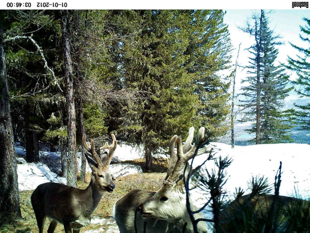 забавные животные.jpg забавные животные.jpg